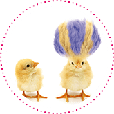 Two chicks, one with a wig - Impactful competitive edge
