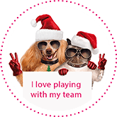 Dog and cat with santa hats - Stronger teamwork